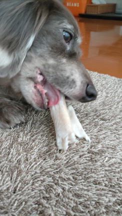 可愛いタナちゃんの記事動画