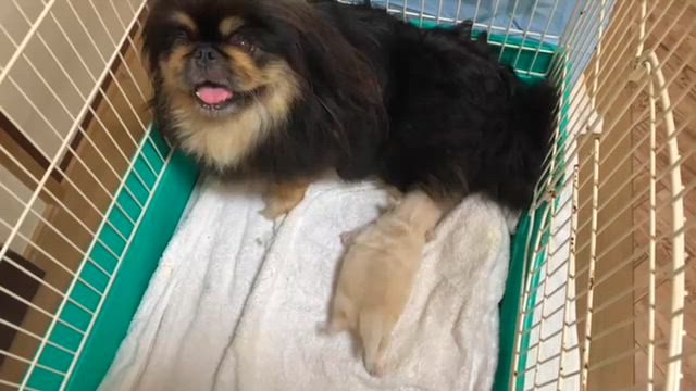ペキニーズのエビちゃんの記事動画