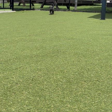 2度目のドッグランの記事動画