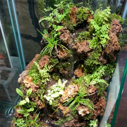 水草・観葉植物入荷情報！！の記事動画