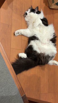 穏やかなる午後ウォーキングに感じたものの記事動画