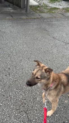 行くんですの記事動画