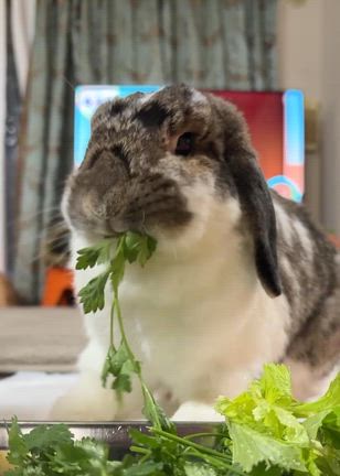 大換毛中のお顔がボコボコこむたんの記事動画