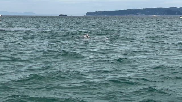 行楽三昧の記事動画