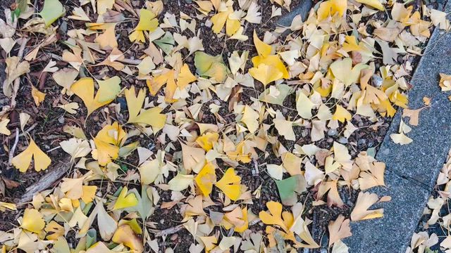 白金散歩❷の記事動画