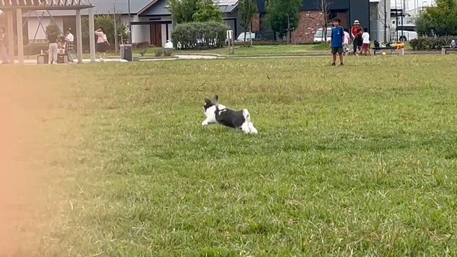 ぽんすけ、うさ友さんと初うさんぽ♪の記事動画