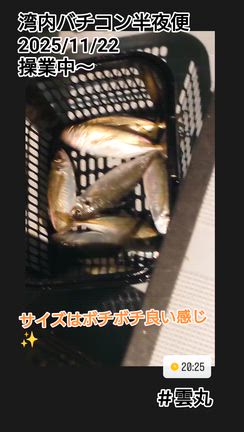 22㈯、湾内バチコン調査便の記事動画