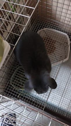 11/5 朝ご飯をせがむLampの記事動画