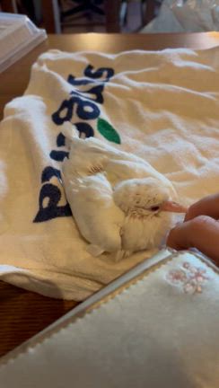 女性マジシャンパキラ「モコちゃん」がおうちにきました！✨️の記事動画