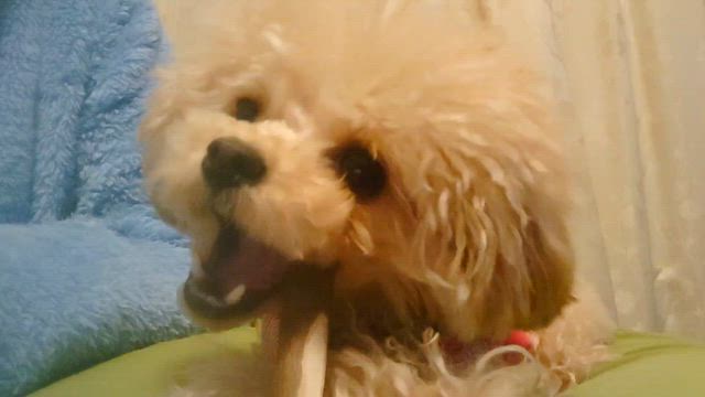 散歩・オリーブの木の記事動画