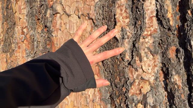 シャスタ旅行 Day4: 朝散歩の記事動画