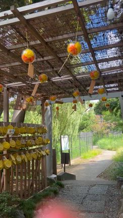 昨日は重陽の節句でした♪の記事動画