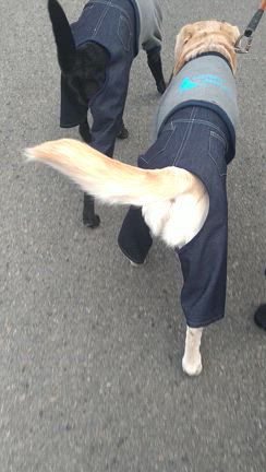 散歩の記事動画