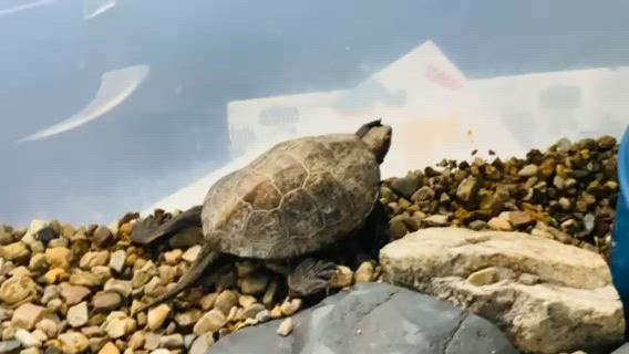 八兵衛♂のお引越しの記事動画