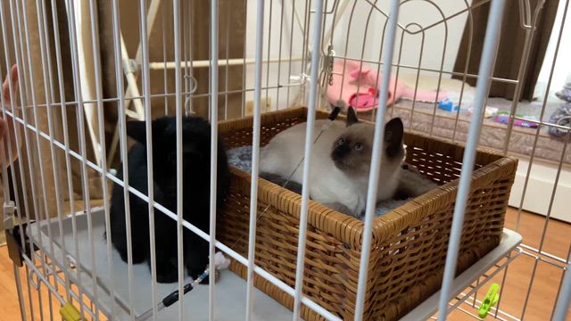 保護猫ちゃん、里親さん募集中です‼️の記事動画