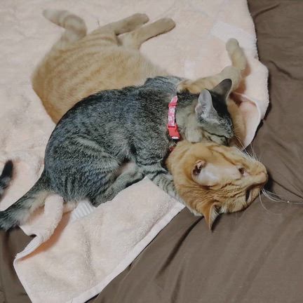 ありがとう大好きなしるこさんの記事動画