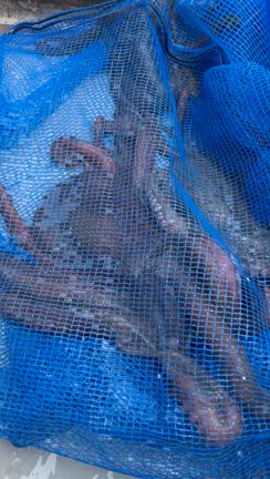 夏休みはenjoy family fishing♪♪の記事動画