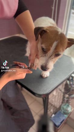 ハナちゃんの動画の記事動画