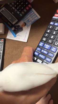 狂犬病文鳥の記事動画