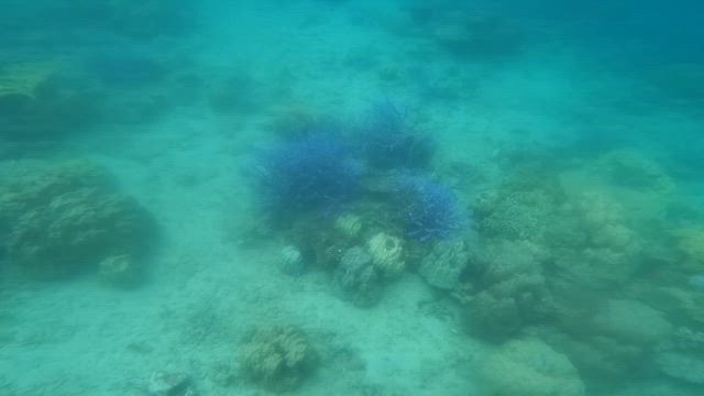 ★奄美大島③の記事動画