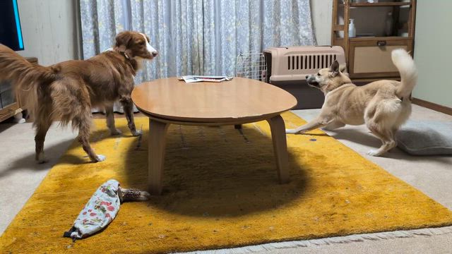 イベント参戦中止〜ふて腐れおばさん発動〜の記事動画