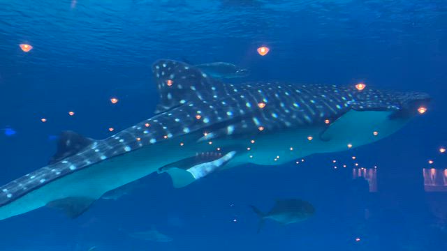 アトランタ4日目の夕ごはんの記事動画