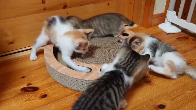 わちゎわちゃ動画の記事動画