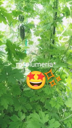 ゴーヤーのトンネル2024 備忘録の記事動画