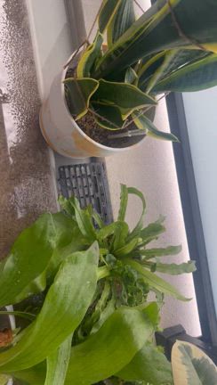 味噌ラーメン＆フォカッチャ！の記事動画