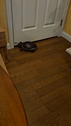 何かいる？の記事動画