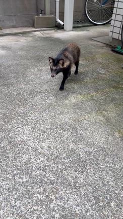 都会の獣の記事動画