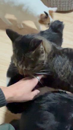 変わりますの記事動画