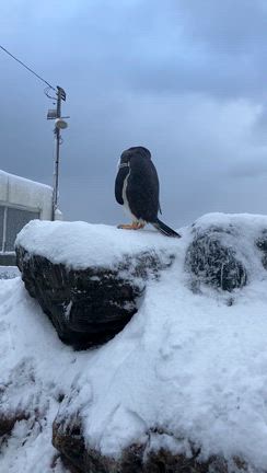 KUMA牧場とペンギン！の記事動画