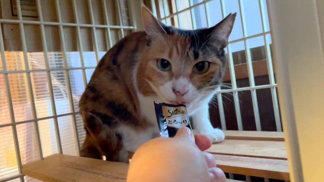 ★　2024.５月のご報告　★の記事動画