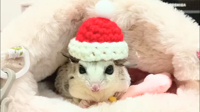 あっこのまぁるいお家〜クリスマスイブ&小枝ちゃん２歳のBirthdayの記事動画