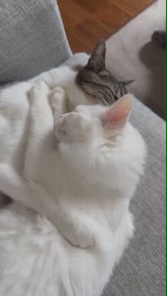 ちょこっと猫部　アメ子正式譲渡の記事動画