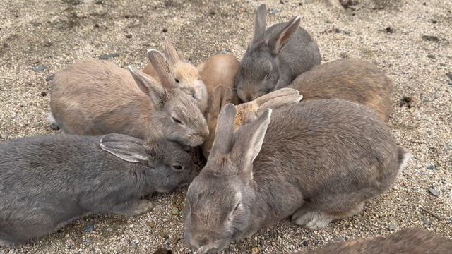ご報告とうさぎ島の記事動画