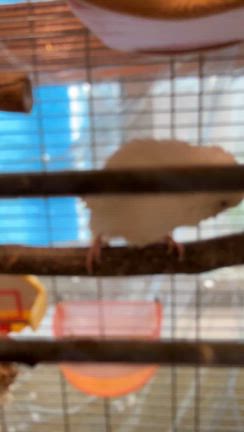 だっこユニコぼちぼち元気です。の記事動画