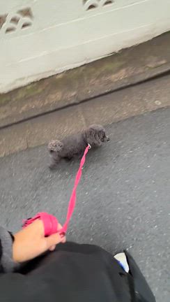 「いま」じゃないけど、犬はやっぱりいいの記事動画