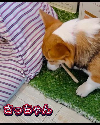 犬に【向上心】はない。の記事動画