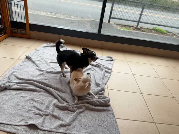 いちご狩りの記事動画