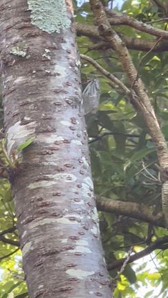 クマゼミの季節の記事動画