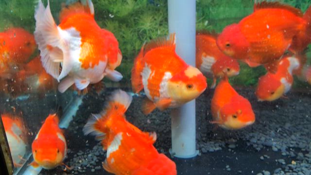 ローズショートテールオランダ入荷の記事動画