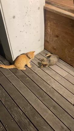 今日はNEKOSUKIの譲渡会の記事動画