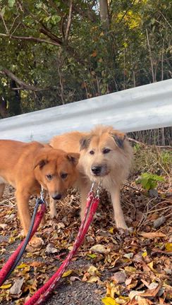 【カリム】&【ソフィア】とお散歩への記事動画