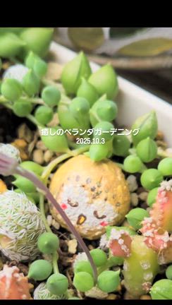 10月の多肉たちまとめの記事動画