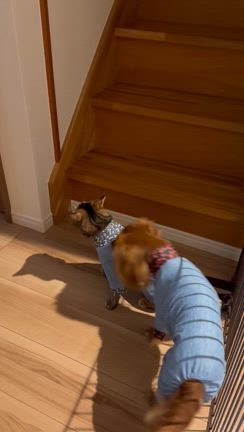 土曜日のお出かけと仲良し？姉妹の記事動画