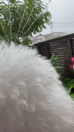 雨で　お預け散歩の記事動画