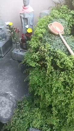 金運アップしたい方！ドラゴンズゲートに神楽坂安養寺の銭洗い弁財天様で銭洗い♪の記事動画