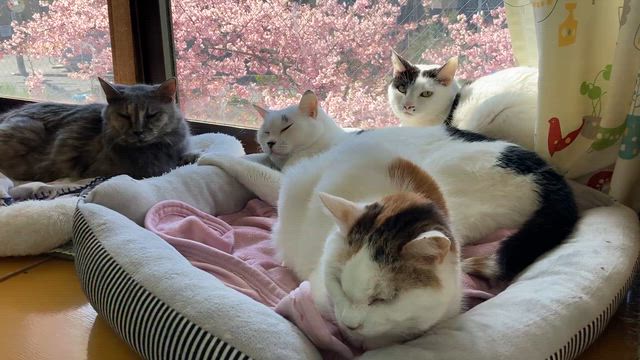 【虹の橋】元看板猫のはっちゃんがお空に還りました。の記事動画